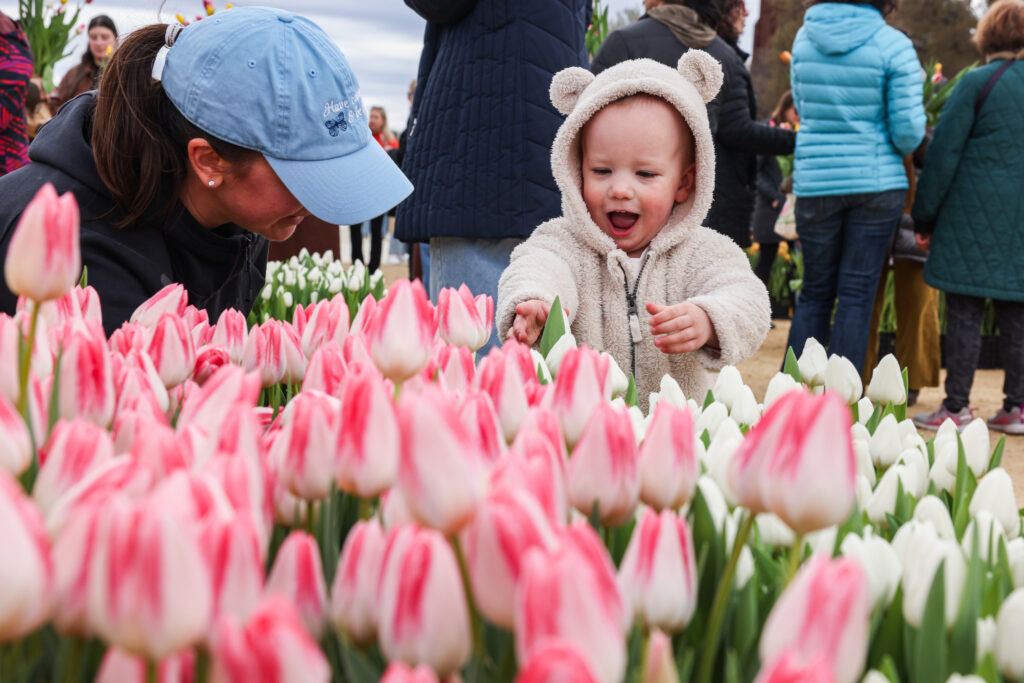 ‘Tulips make you happy’: Thousands line National Mall for springtime magic