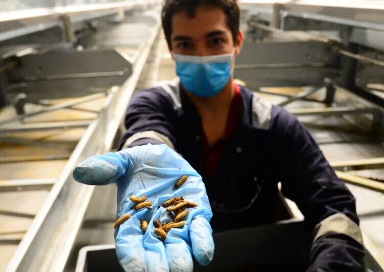 Bugs were supposed to be the future of food. Now, the insect farming industry is collapsing. 