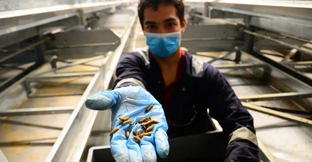 Bugs were supposed to be the future of food. Now, the insect farming industry is collapsing. 