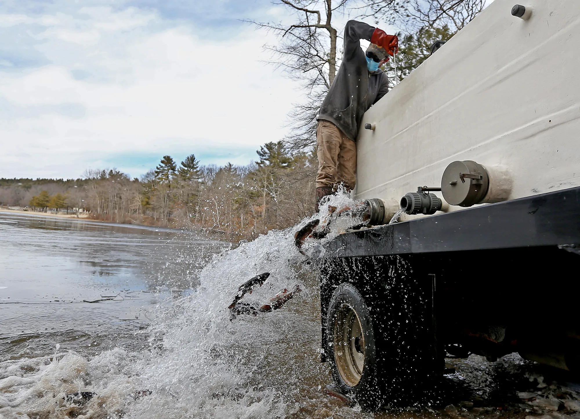 A person standing on a giant truck by the water, stocking a pond with nonnative rainbow trout A person standing on a giant truck by the water, stocking a pond with nonnative rainbow trout