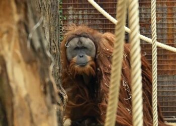 We’re discovering new species faster than ever — and it might be our best chance to save them