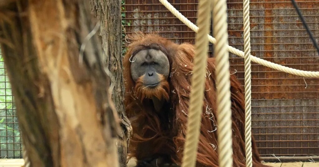 We’re discovering new species faster than ever — and it might be our best chance to save them