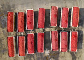 Paul Ehrlich, 1932-2026