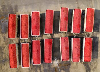 Paul Ehrlich has died. His shock waves remain.