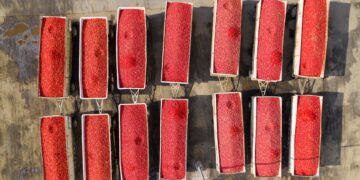 Paul Ehrlich has died. His shock waves remain.