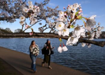 D.C.’s cherry blossoms will peak between March 29 and April 1, Park Service says