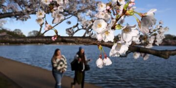 D.C.’s cherry blossoms will peak between March 29 and April 1, Park Service says