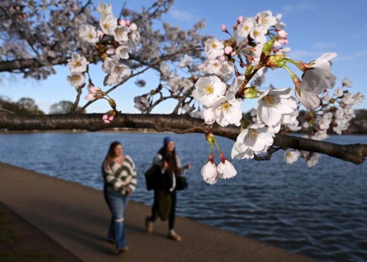 D.C.’s cherry blossoms will peak between March 29 and April 1, Park Service says