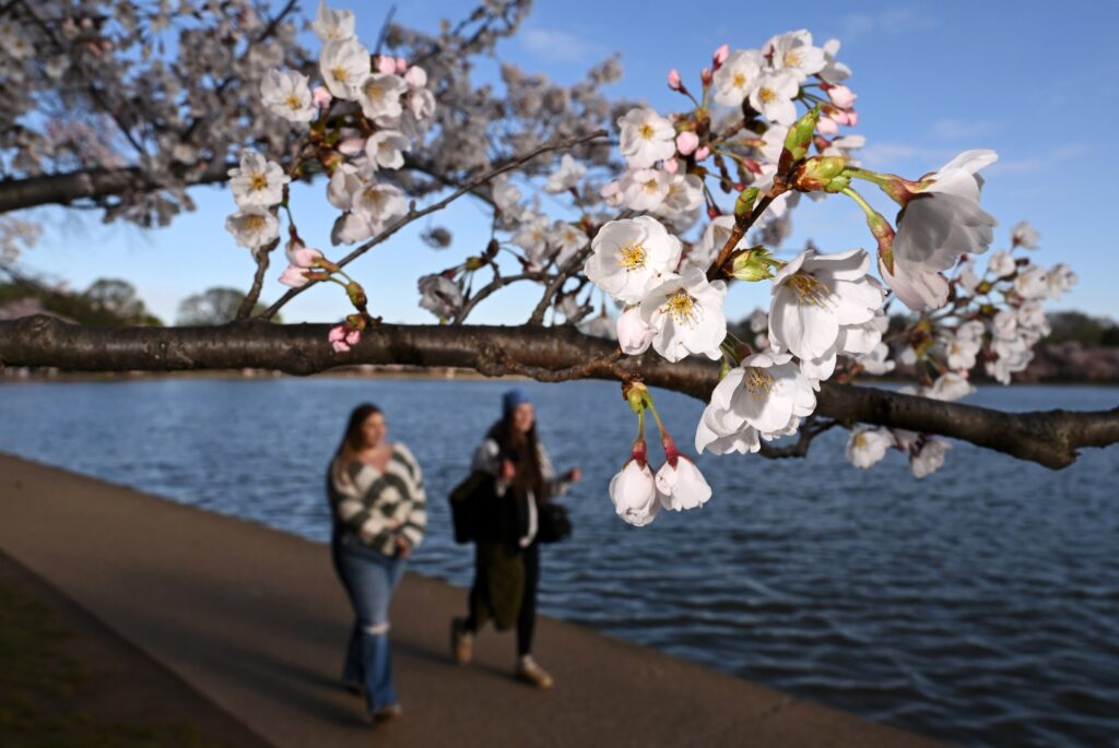 D.C.’s cherry blossoms will peak between March 29 and April 1, Park Service says