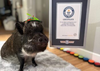 Pig who ‘talks’ using buttons gets Guinness World Record for his viral fame