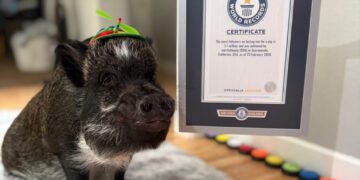 Pig who ‘talks’ using buttons gets Guinness World Record for his viral fame