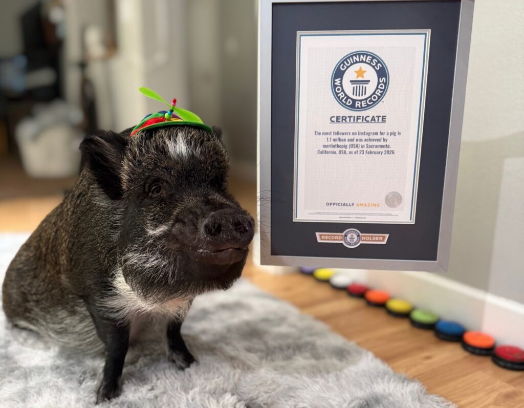 Pig who ‘talks’ using buttons gets Guinness World Record for his viral fame