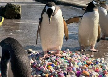 Kids in hospital help penguins woo mates with painted pebbles