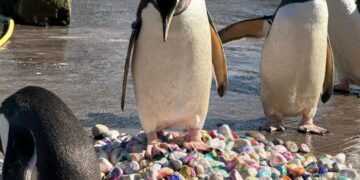 Kids in hospital help penguins woo mates with painted pebbles