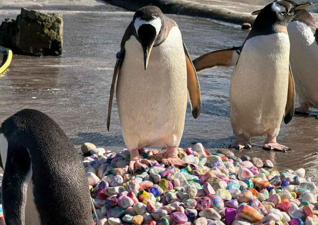 Kids in hospital help penguins woo mates with painted pebbles