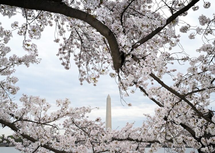 It’s been so cold that cherry blossom peak may push to latest date in years
