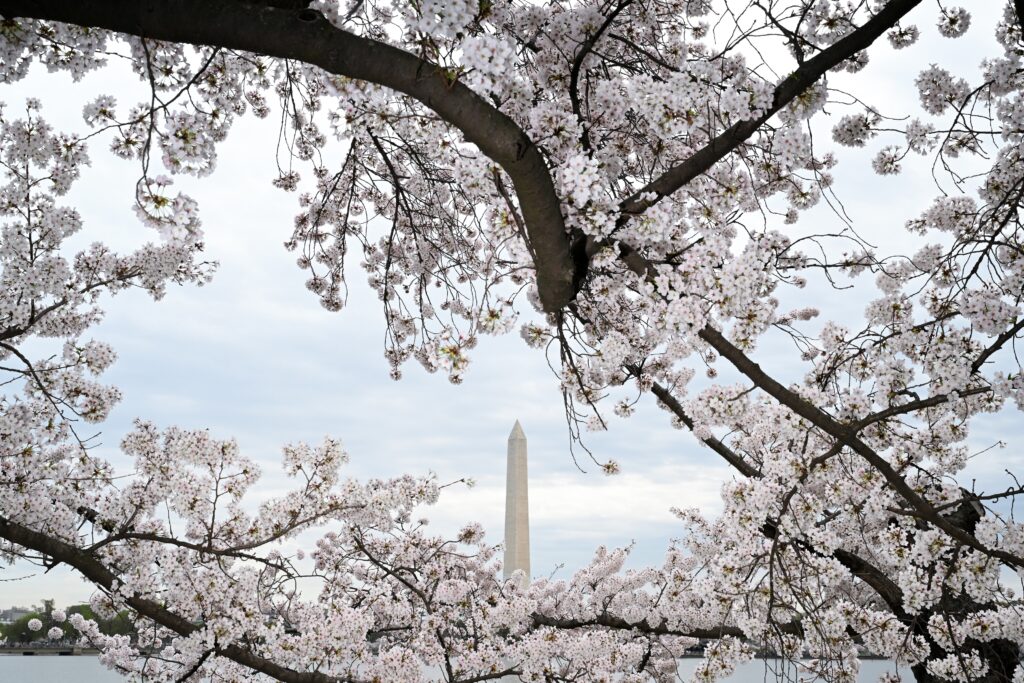 It’s been so cold that cherry blossom peak may push to latest date in years