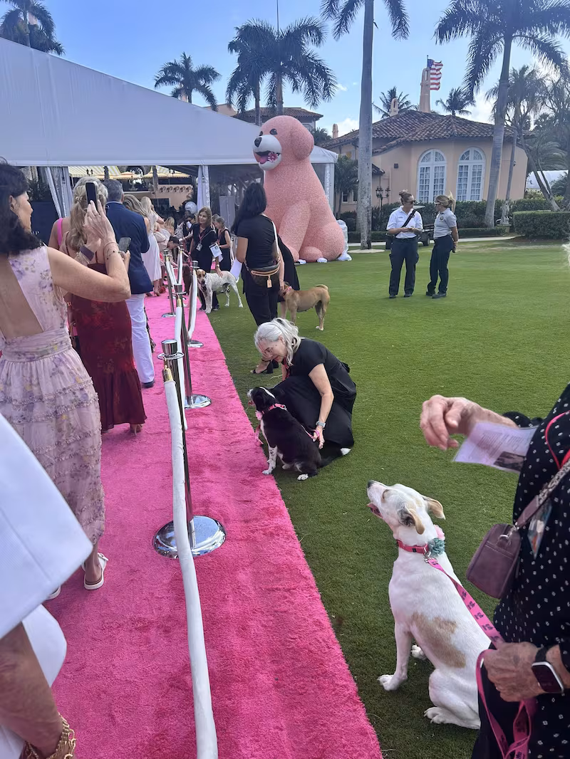 Mar a lago, Big Dog Ranch Rescue