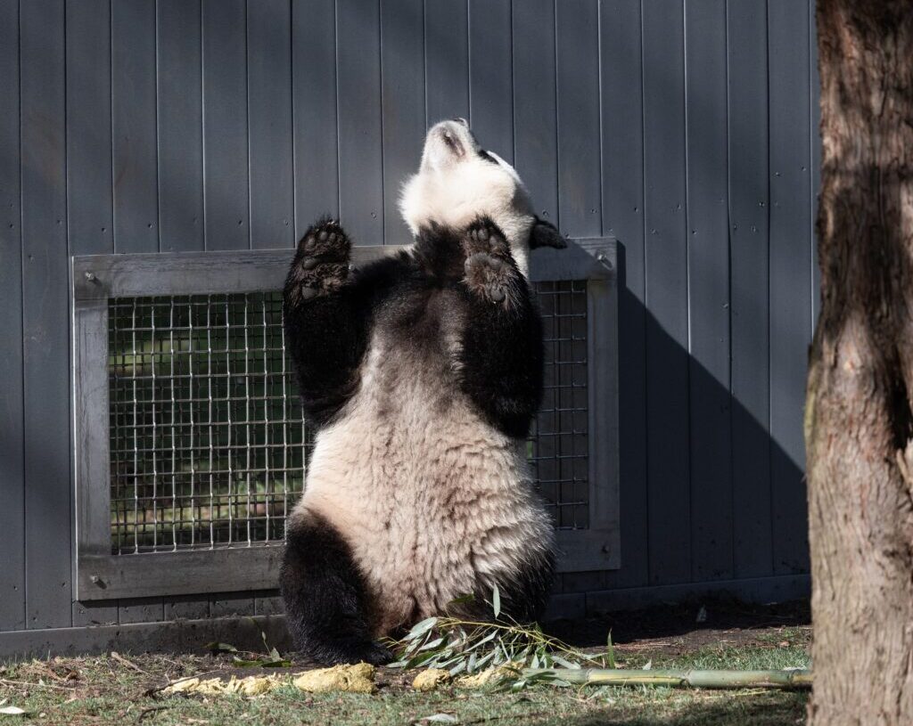 Giant pandas at the National Zoo flirt with romance as spring heats up