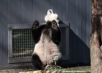 Giant pandas at the National Zoo flirt with romance as spring heats up