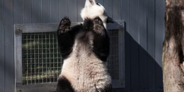 Giant pandas at the National Zoo flirt with romance as spring heats up