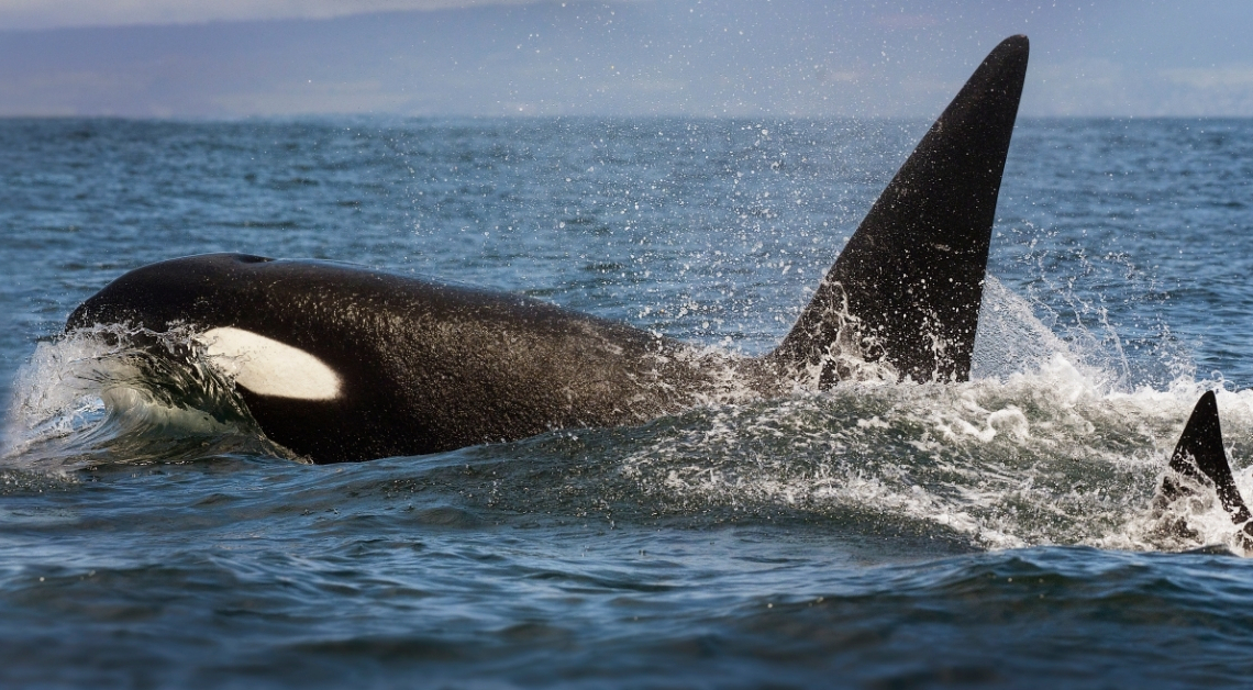 Are Orcas Cannibalizing Each Other? Chewed Up Fins Are Washing Ashore.