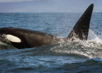 Are Orcas Cannibalizing Each Other? Chewed Up Fins Are Washing Ashore.