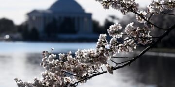 What stage are D.C.’s cherry blossoms in? Tracking the buds to peak bloom.