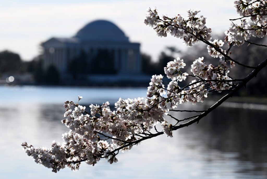 What stage are D.C.’s cherry blossoms in? Tracking the buds to peak bloom.