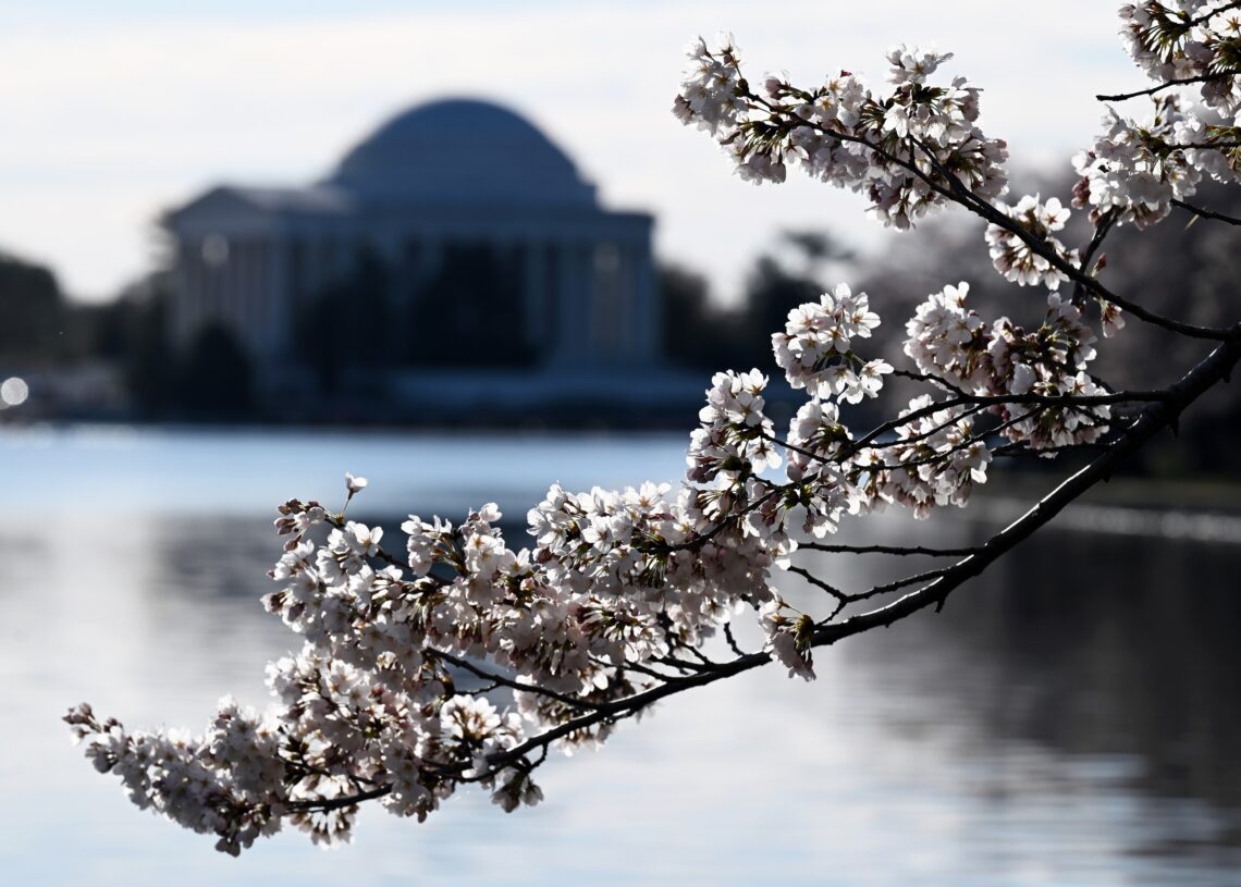 Tracking D.C.’s cherry blossoms: Buds reach halfway point to peak bloom