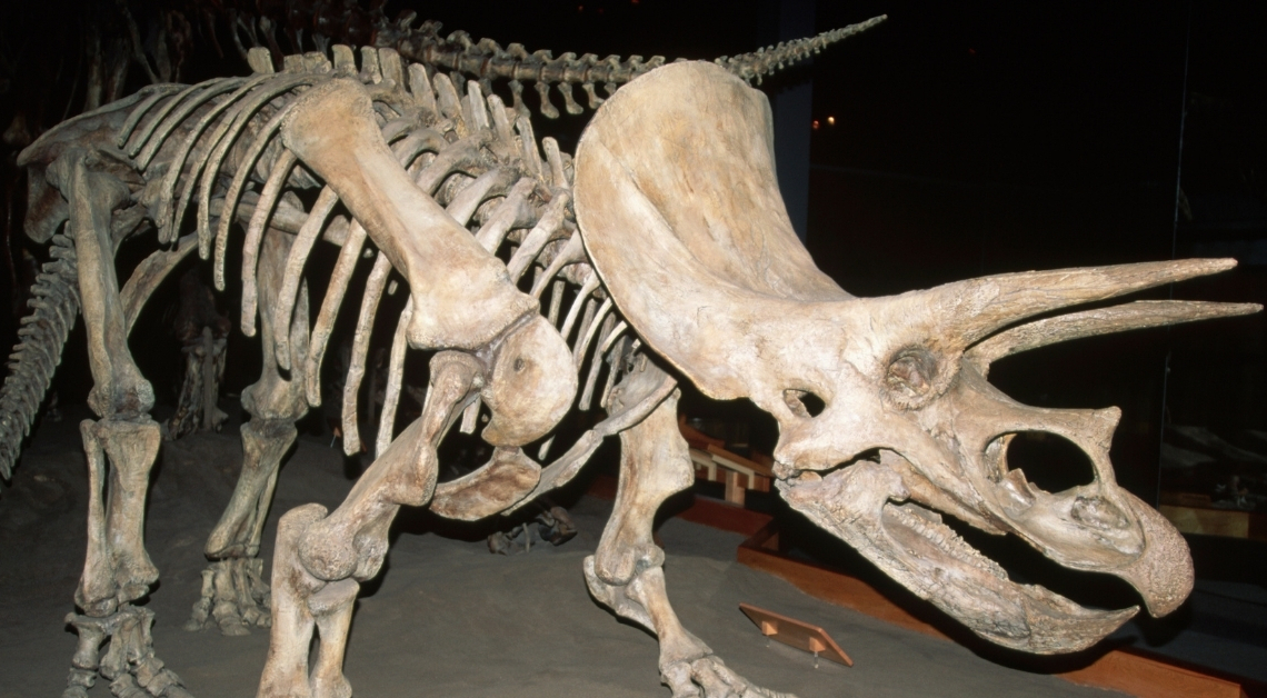 Rich People Are Spending a Fortune to Buy Museum Dinosaur Bones
