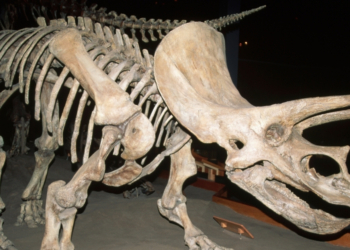 Rich People Are Spending a Fortune to Buy Museum Dinosaur Bones