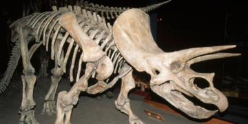 Rich People Are Spending a Fortune to Buy Museum Dinosaur Bones