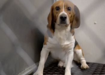 Can dogs be considered “persons” under the law ?