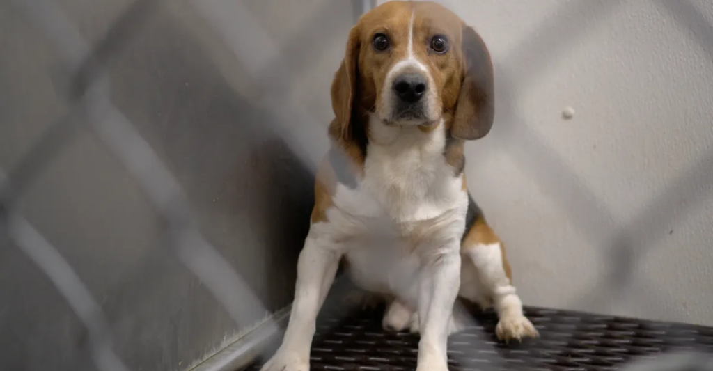 Can dogs be considered “persons” under the law ?