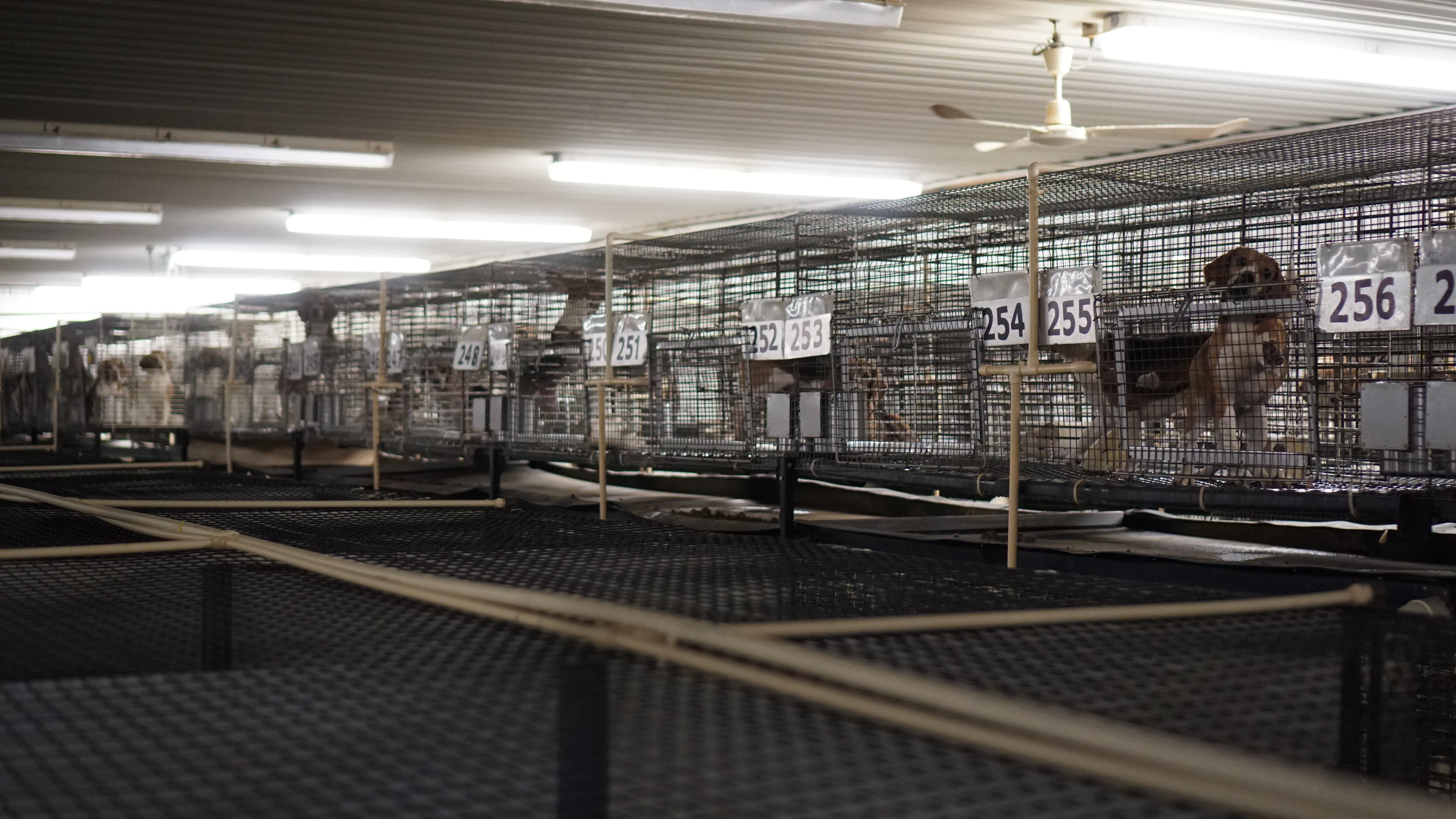 rows of small wire cages with beagles inside of them