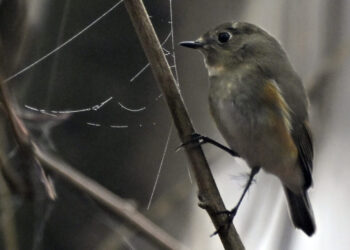 Bird rarely seen in the United States sends people flocking to Virginia