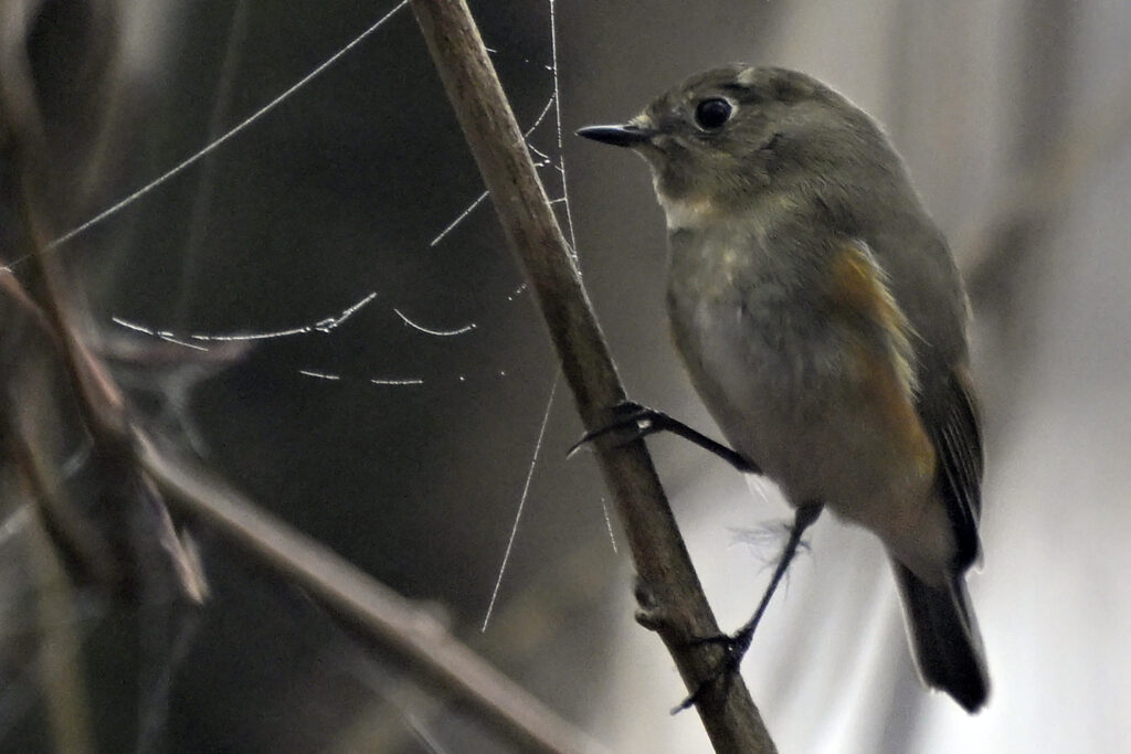 Bird rarely seen in the United States sends people flocking to Virginia