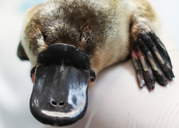 Scientists Just Found Out the Platypus Is Even Weirder Than We Thought