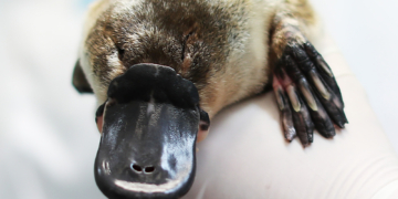 Scientists Just Found Out the Platypus Is Even Weirder Than We Thought