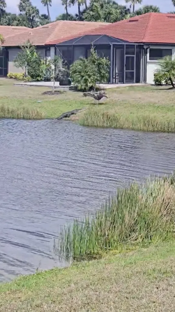 An alligator on the edge of a pond in front of a house.