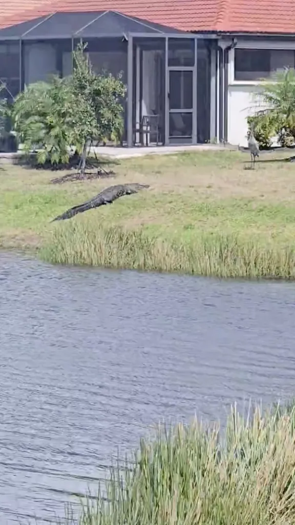 Alligator on a grassy bank next to a body of water with a screened-in porch in the background.