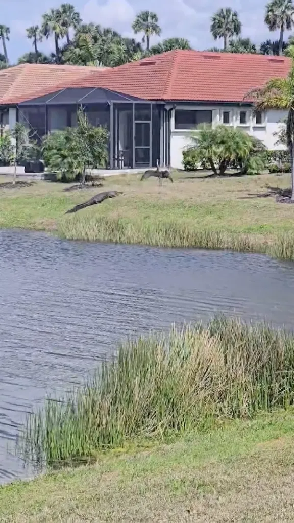 Alligator and bird facing each other on a grassy bank beside a pond, with a house in the background.