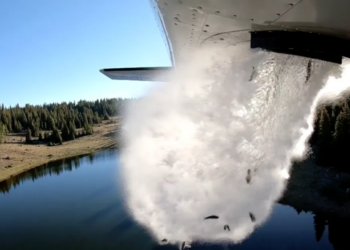 These animals can cause big trouble. Why are states unleashing them by the millions?