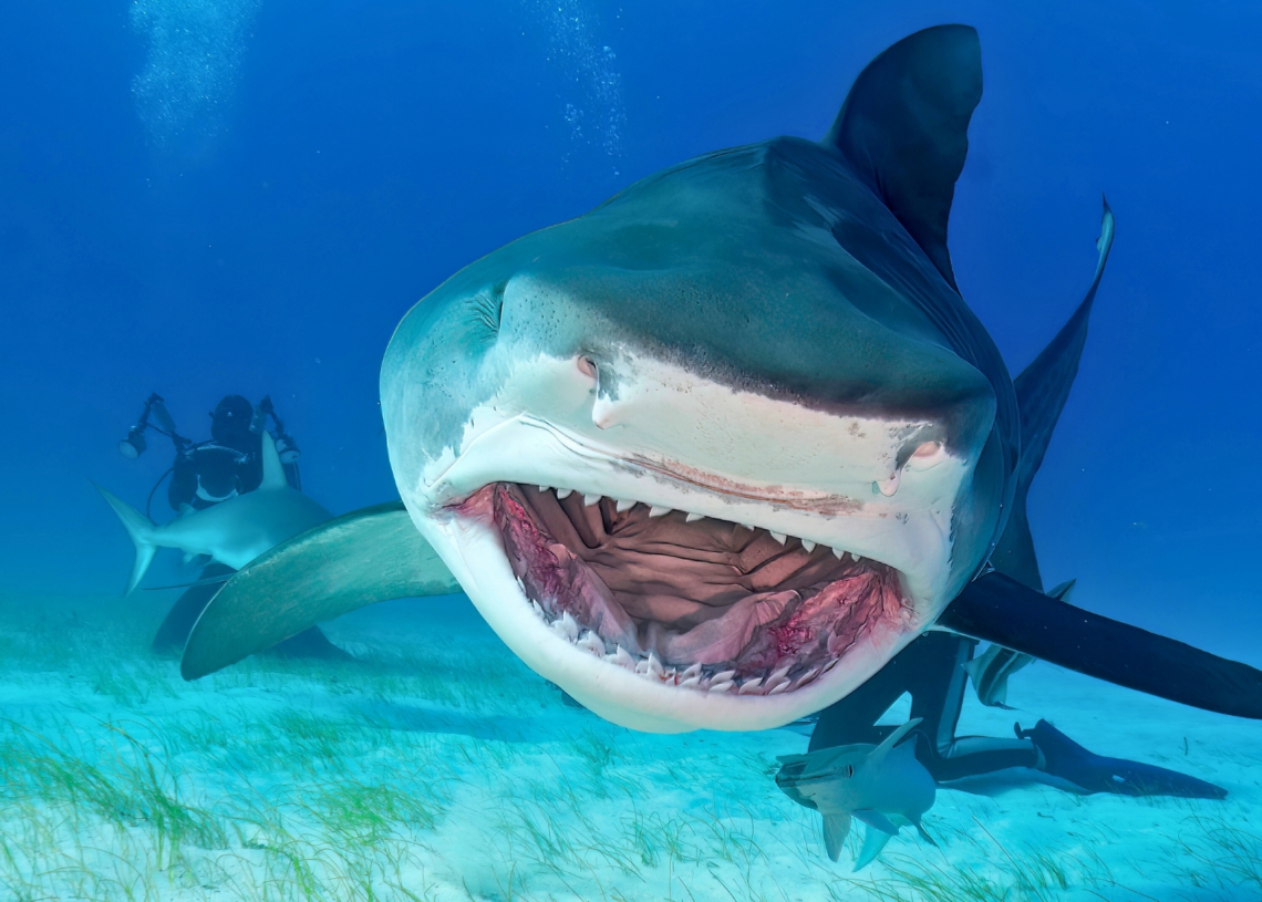 Sharks in the Bahamas Are Full of Cocaine, Caffeine, and Painkillers