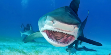 Sharks in the Bahamas Are Full of Cocaine, Caffeine, and Painkillers