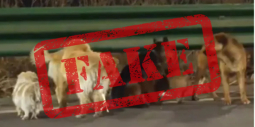 Bad News About That Corgi Leading a Pack of Stolen Dogs Home