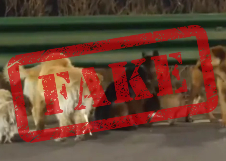 Bad News About That Corgi Leading a Pack of Stolen Dogs Home