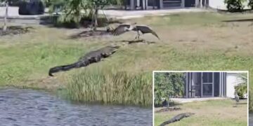 Crane scares off alligator in epic showdown: ‘Most Florida video ever’