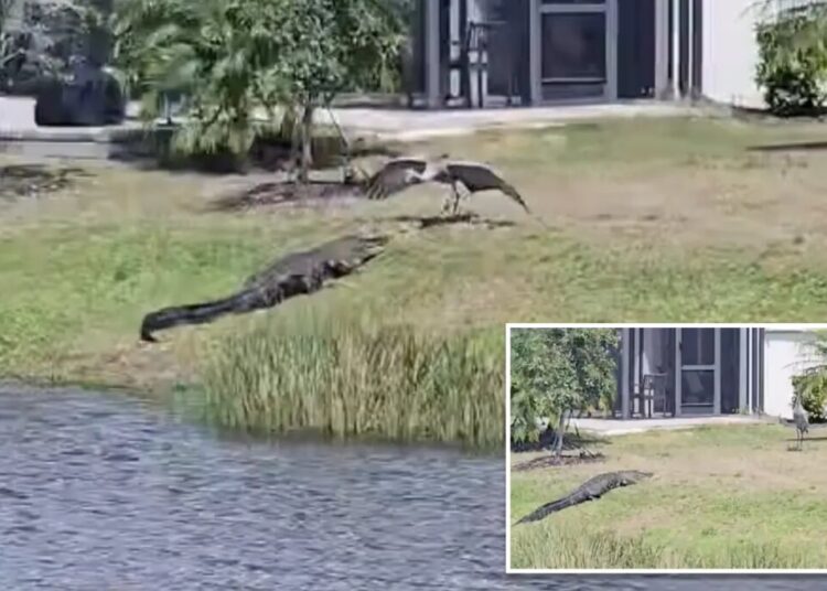 Crane scares off alligator in epic showdown: ‘Most Florida video ever’